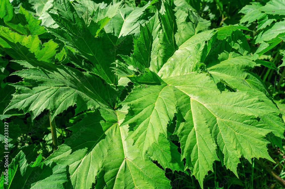 Hogweed close-up. Heracleum sibiricum L. Leaves of the hogweed, which can be dangerous to touch.