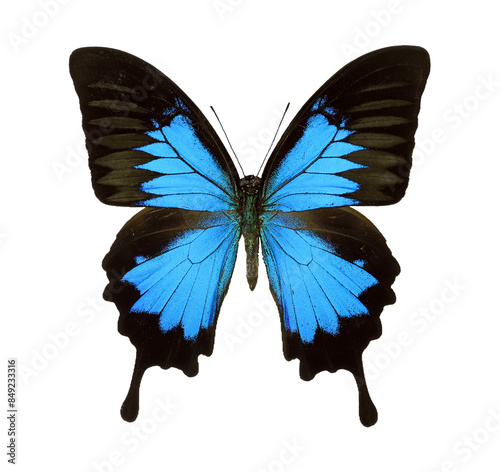 Blue butterfly swallowtail Papilio ulysses isolated on transparent, close-up, macro. Design element. Lepidoptera, collection butterflies, insects.