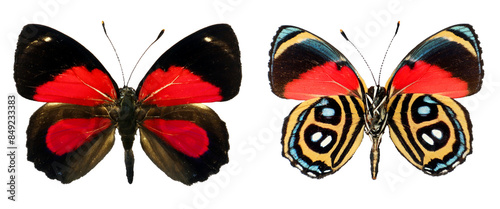 Red colorful butterfly Callicore peristera isolated on transparent, close-up, macro. Design element. Nymphalidae, collection butterflies, insects.