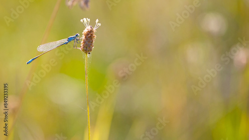 Enallagma cyathigerum. blue dragonfly on a meadow flower. Close-up dragonfly with big eyes sits on a white flower of a field plant. natural blurred background. space for text photo