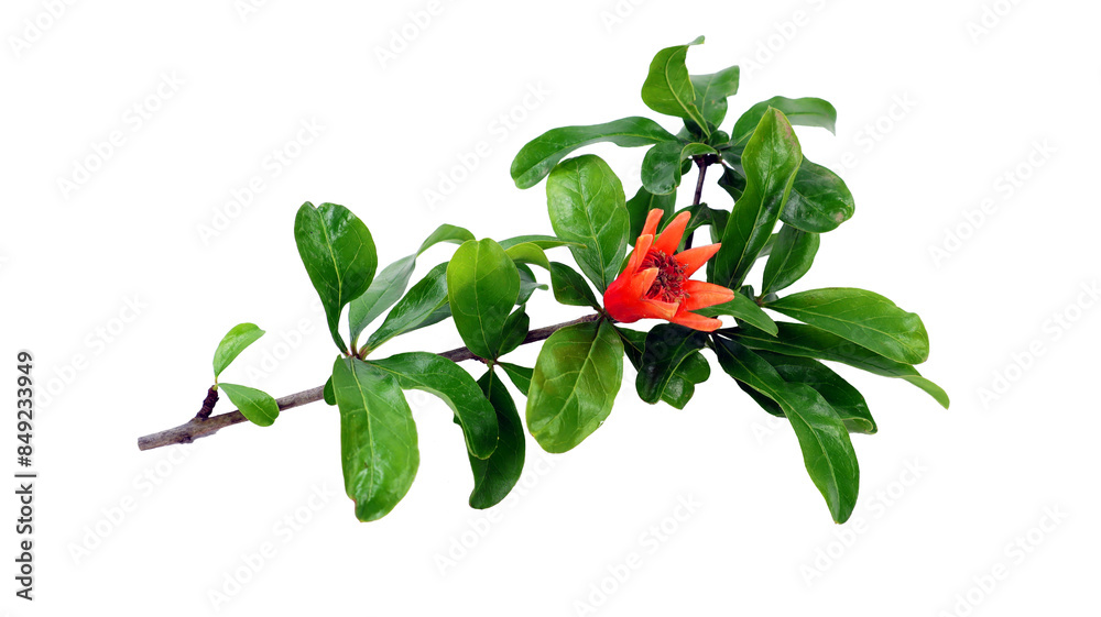Branch of pomegranate tree Punica with fresh green leaves and bright red flower isolated on transpatent close-up