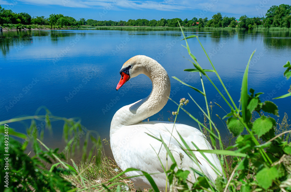Obraz premium Swan profile. Graceful neck and head on background of blue pond. Photo through grass of white swan.