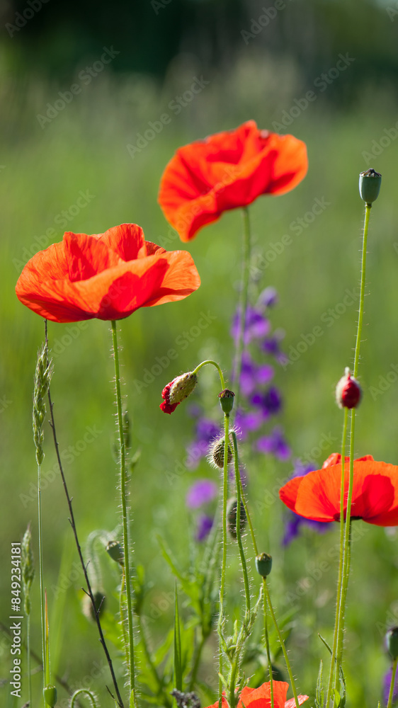Naklejka premium poppies. delicate petals of red poppies in the sun. background with red poppy flowers. Beautiful red poppy flower and buds isolated on a light background. wild flower, beauty in nature. close-up