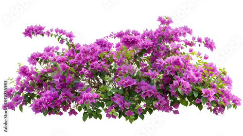 pink chrysanthemum isolated on white background , Purple lilac branch isolated on white background , Purple bougainvillea blooming in the garden , Large flowering spreading shrub of purple