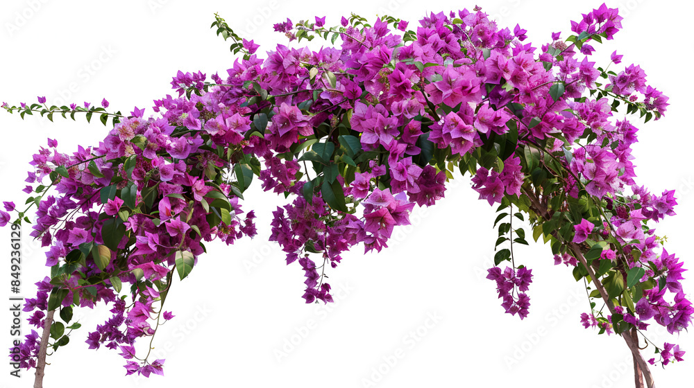 Large flowering spreading shrub of purple Bougainvillea tropical flower climber vine landscape plant isolated on white background , Blooming bougainvillea isolated on white background , Decorative
Large flowering spreading shrub of purple Bougainvillea tropical flower climber vine landscape plant isolated on white background , Blooming bougainvillea isolated on white background , Decorative