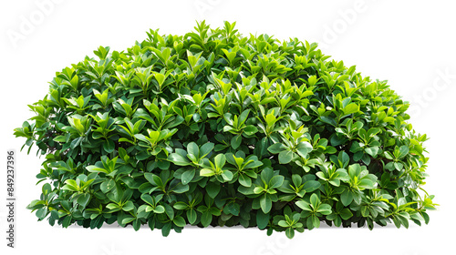 Tree with leaves isolated white background , green leaves frame grassy bush isolated on white background , Bright green foliage on the white Background 