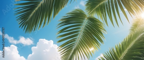 palm leaves on blue bright cloudy sky with sunshine bottom view, holiday background. 