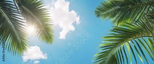 palm leaves on blue bright cloudy sky with sunshine bottom view, holiday background. 
