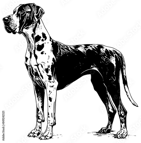 great dane dog illustration in black, isolated 