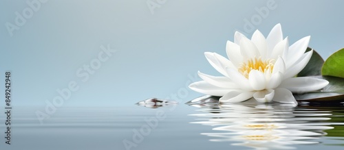 Water Lily Reflection on Calm Water © Mas