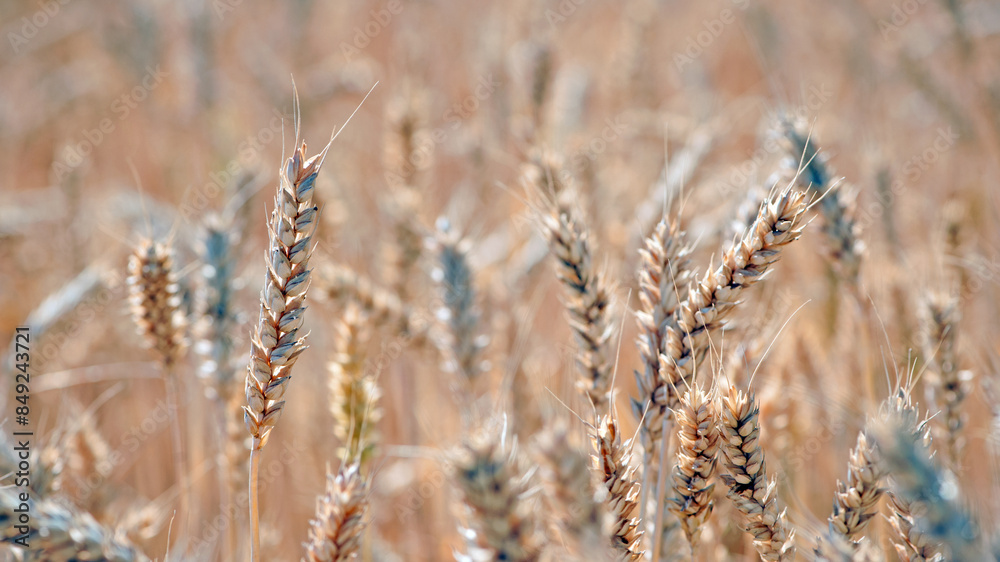 spikelets of golden wheat in the field. Ripe big golden ears of wheat on a yellow background of the field. nature. The idea of a rich summer harvest, agriculture, agro-industrial complex for food. spikelets of golden wheat in the field. Ripe big golden ears of wheat on a yellow background of the field. nature. The idea of a rich summer harvest, agriculture, agro-industrial complex for food.