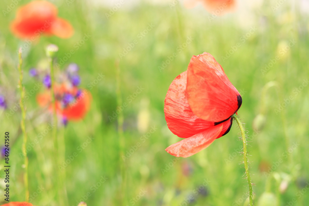 Fototapeta premium Red poppy. Flowers on a lawn or clearing. Spring flowers, natural background. Beautiful poppy blossoms on a sunny day. Flowers close up. Papaver rhoeas