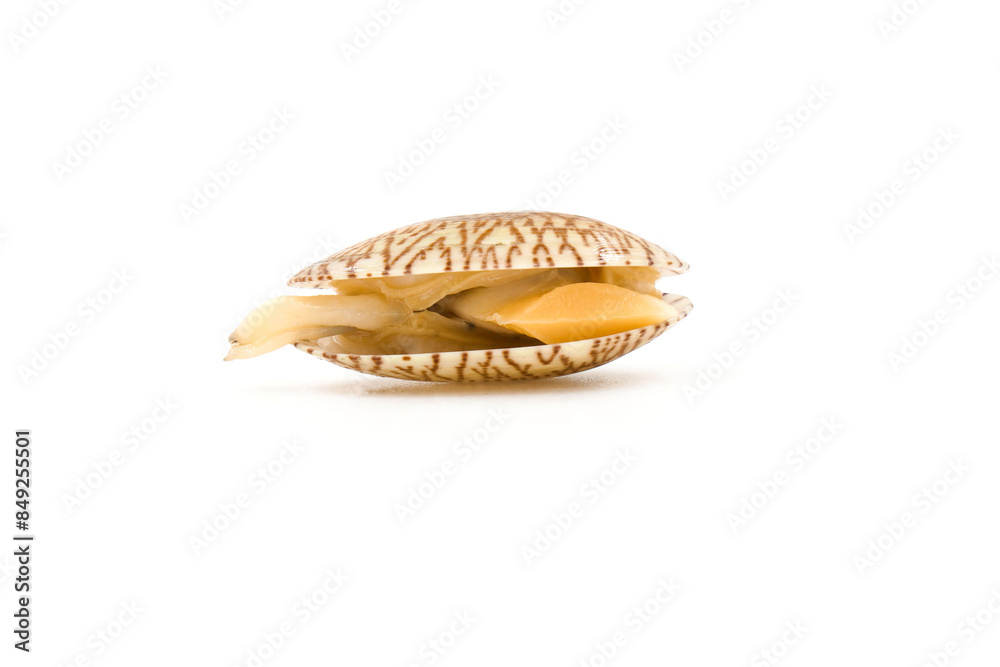 Closed up fresh baby clams, venus shell, shellfish, carpet clams, short necked clams, as raw food from the sea are the seafood ingredients. fresh clams Background.