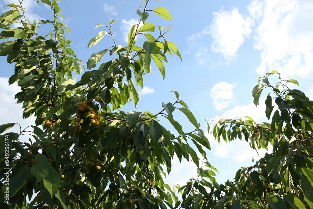Cherry tree with green leaves and unripe berries growing outdoors, low angle view Cherry tree with green leaves and unripe berries growing outdoors, low angle view