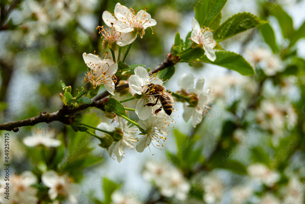 A bee pollinating an apple tree flower on a sunny spring day. A bee pollinating an apple tree flower on a sunny spring day.