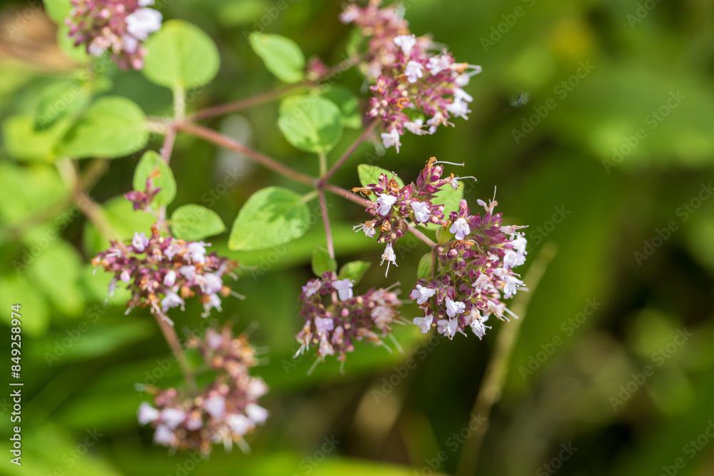 Purple flowers of origanum vulgare or common oregano, wild marjoram. Sunny day Purple flowers of origanum vulgare or common oregano, wild marjoram. Sunny day