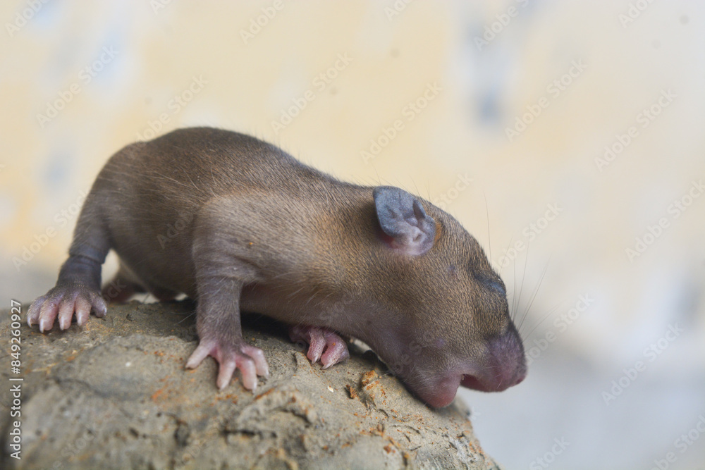Isolated Disciple sitting on a rock outdoors Isolated Disciple sitting on a rock outdoors