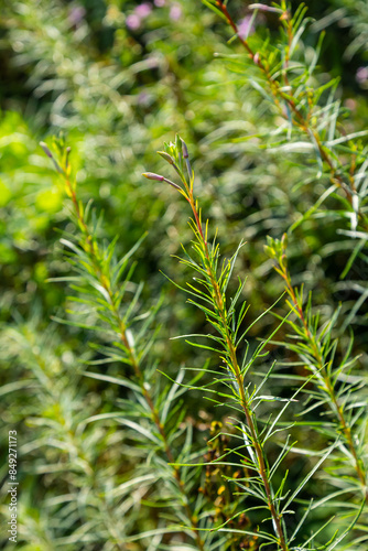 Pink Flowering Chamerion Dodonaei Alpine Willowherb Plant photo