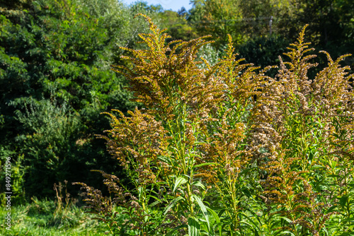 The wild flowers of Solidago altissima in autumn photo