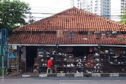 an old-fashioned pet shop that sells several types of pigeons