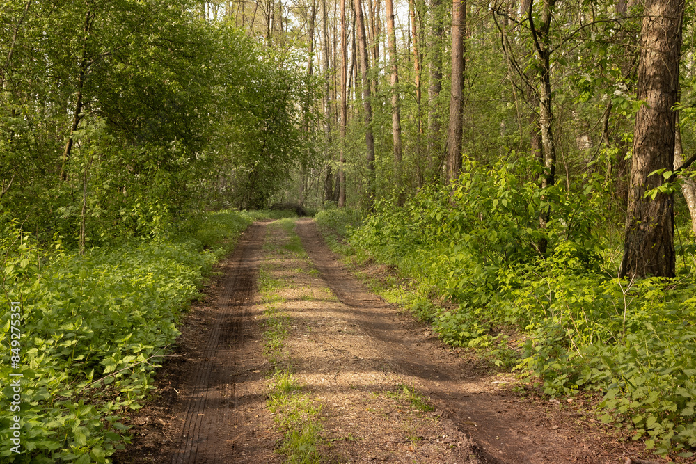 Obraz premium byroad in the forest, A rut among the wild nature. Travel concept.