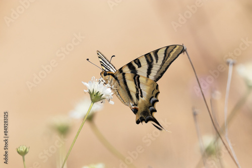 Mariposa Iphiclides Podalirius en la naturaleza photo