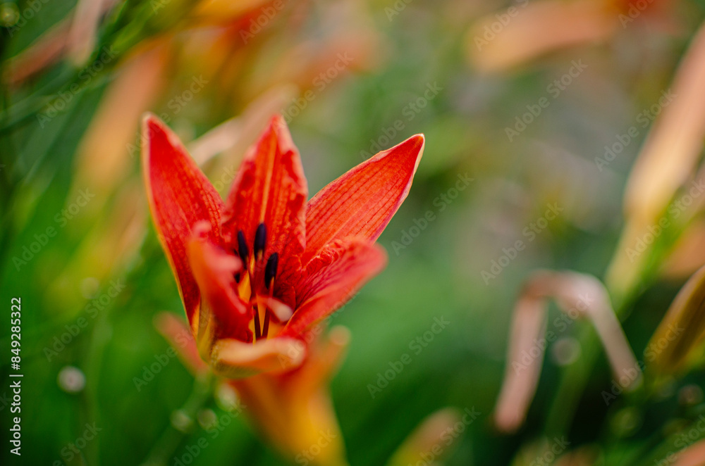 Fototapeta premium red and yellow
