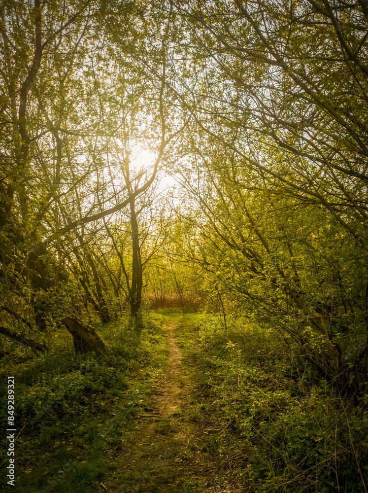 Obraz premium Back lit path through riparian forest.