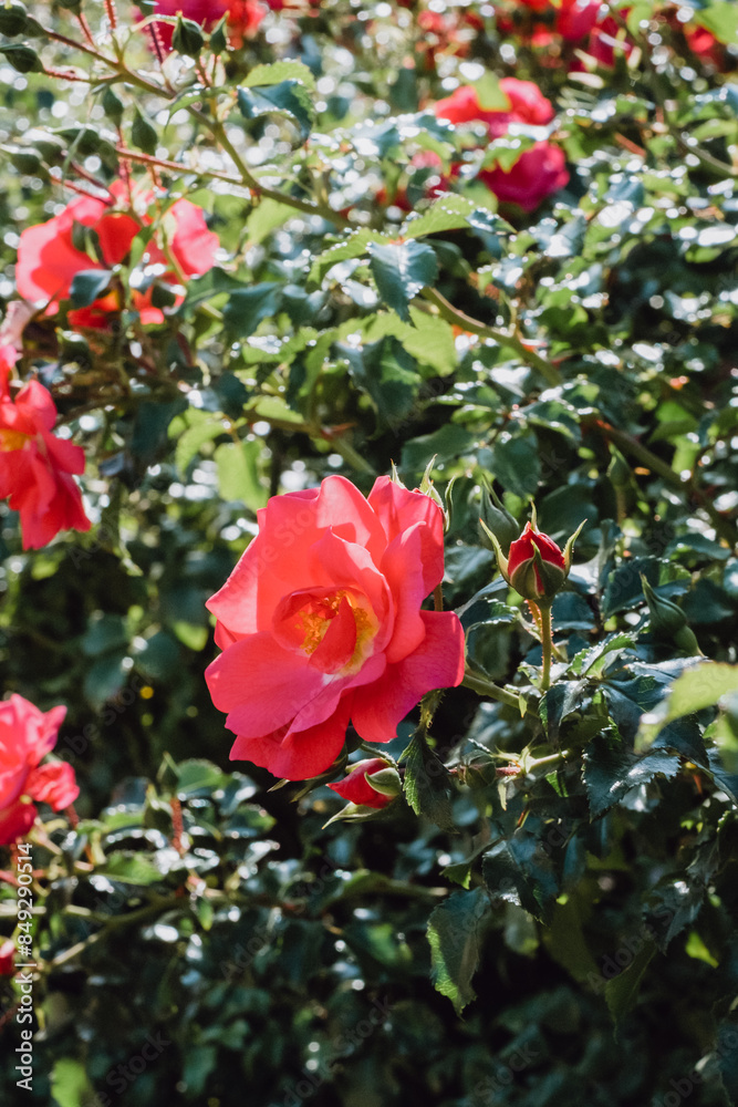 red roses in garden red roses in garden