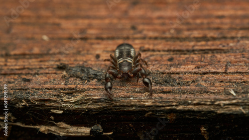 Details of a Pseudoscorpion on a brown wood photo