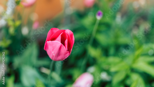 red tulips in spring
