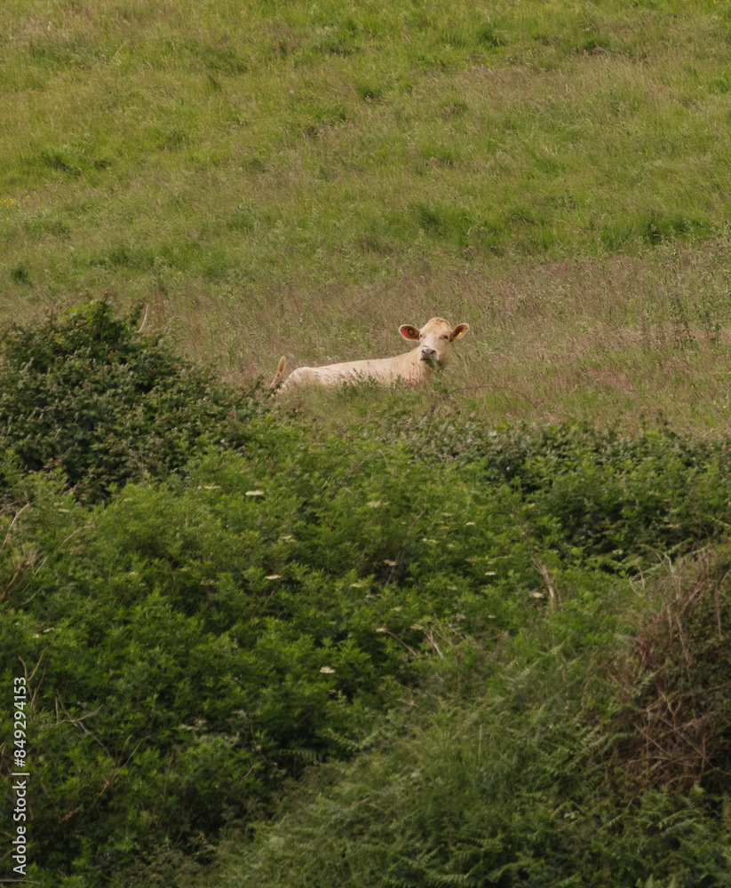 Naklejka premium cow in the field