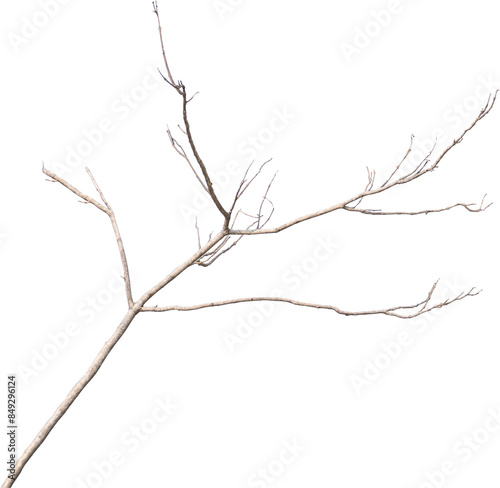 Dry tree branches isolated on white background