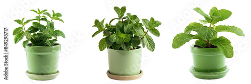 set of mint plant in a bright green pot isolated on transparent background