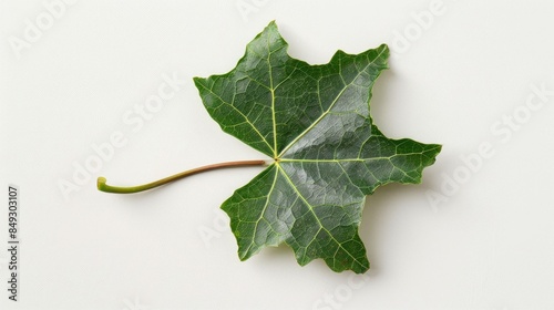 Complete petiole attached Leaf of Hedera Helix on a White Background