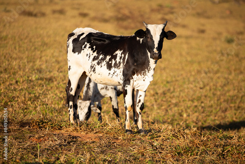 Uma vaca malhada com seu bezerro em um pasto seco.| photo