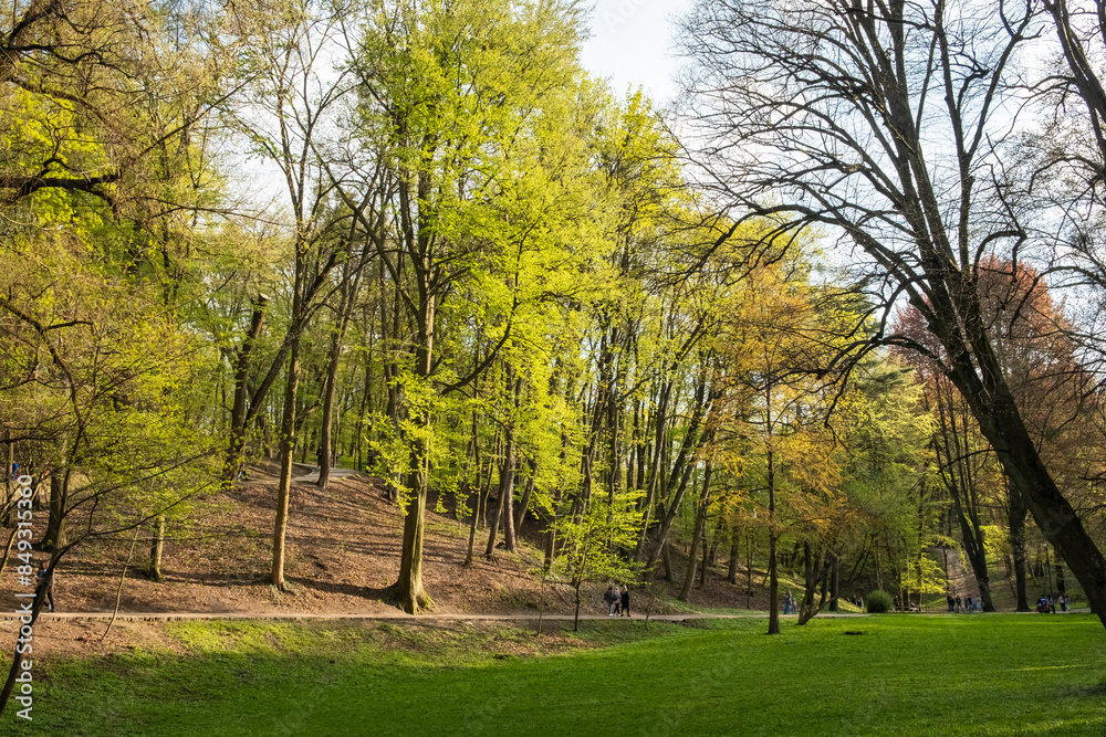 Fototapeta premium Serene Park Scene with Lush Greenery
