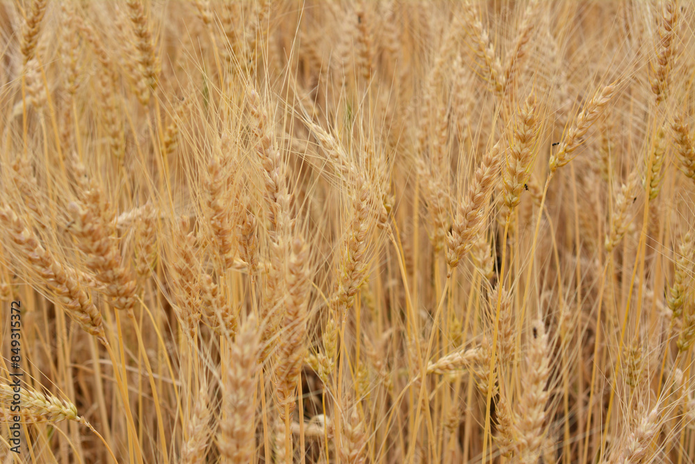pattern of wheat field with wheat ears close up pattern of wheat field with wheat ears close up