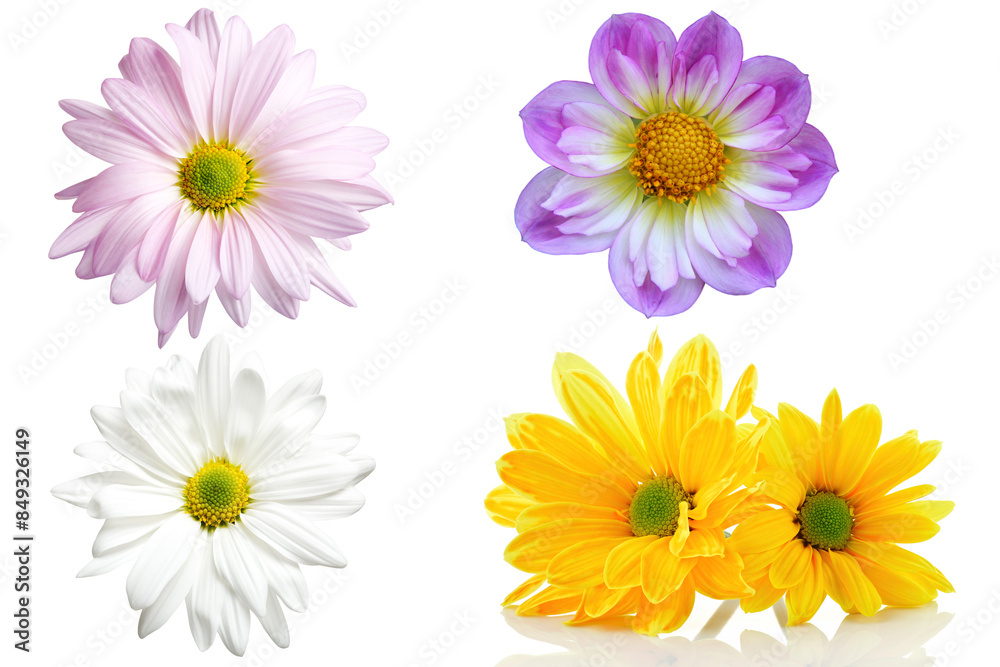 flowers isolated on white Background flowers isolated on white Background