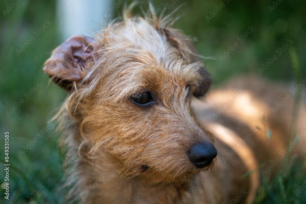 Chiot Teckel dans l'herbe, portrait bokeh Chiot Teckel dans l'herbe, portrait bokeh