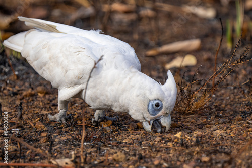 Little corella cockatoo, Northern Territory, Australia photo