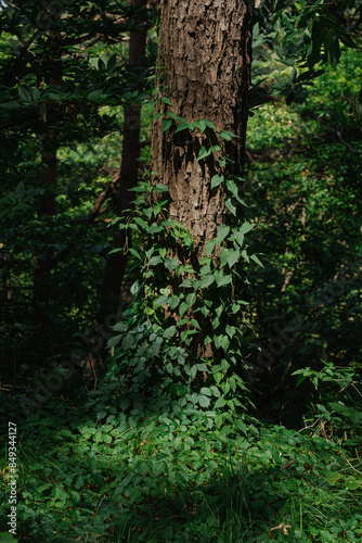 Tree trunk covered with ivy in dense forest