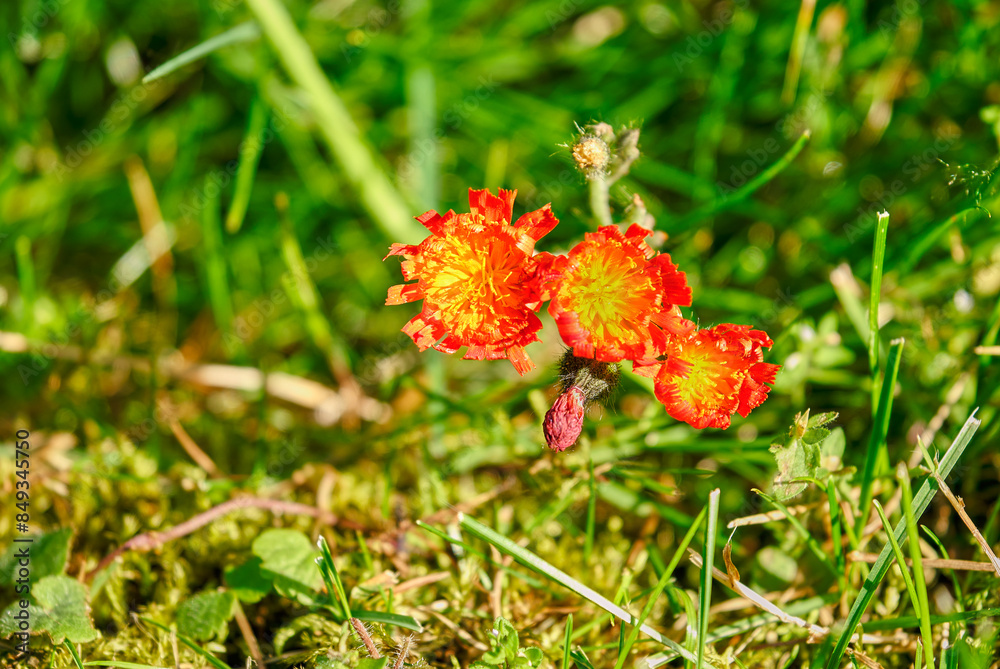 Three open orange hawkweed flowers during a spring evening Three open orange hawkweed flowers during a spring evening