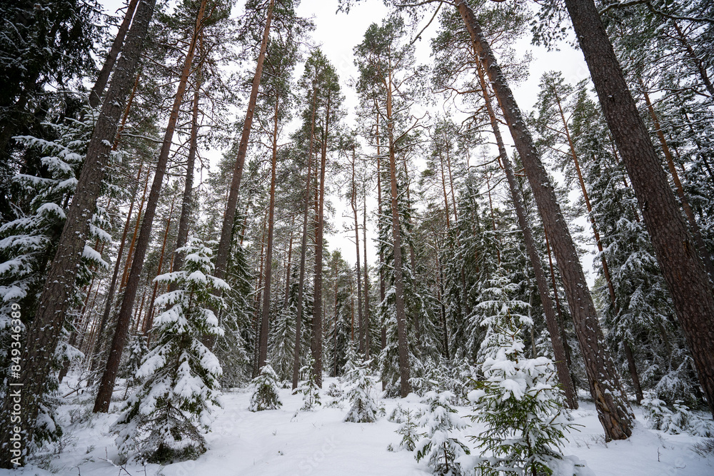 A forest in Estonia in Winter, the pines are covered with snow and everything looks calm, the snow offers a clear and bright image that contrasts with the green of the trees A forest in Estonia in Winter, the pines are covered with snow and everything looks calm, the snow offers a clear and bright image that contrasts with the green of the trees