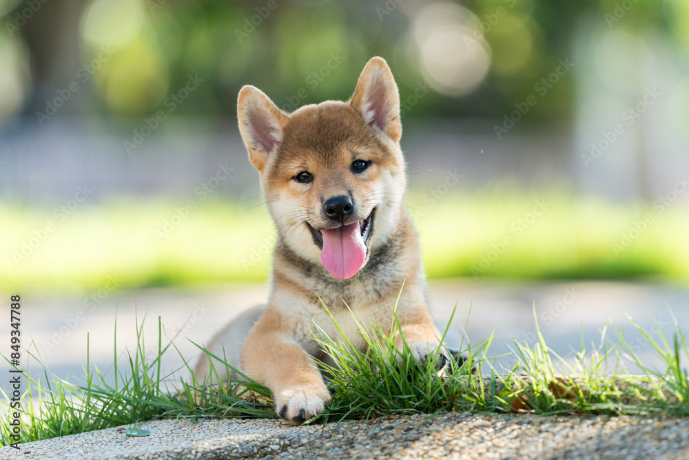 Beautiful male Japanese dog Shiba inu. Red shiba inu dog lying in the green grass in summer. Beautiful male Japanese dog Shiba inu. Red shiba inu dog lying in the green grass in summer.