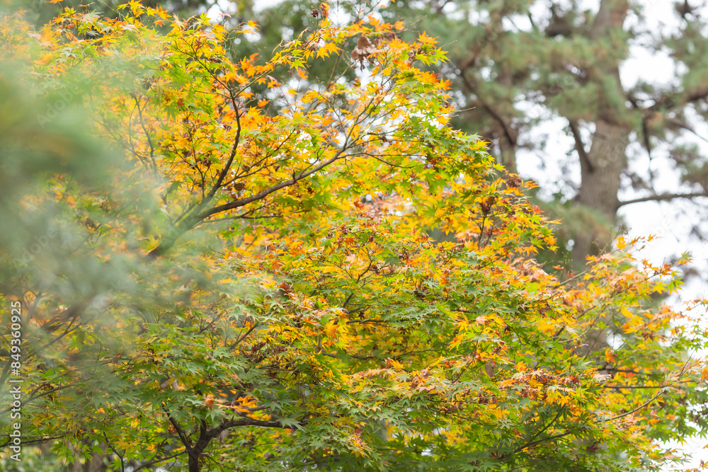 autumn colored trees in tomioka hachiman shrine autumn colored trees in tomioka hachiman shrine
