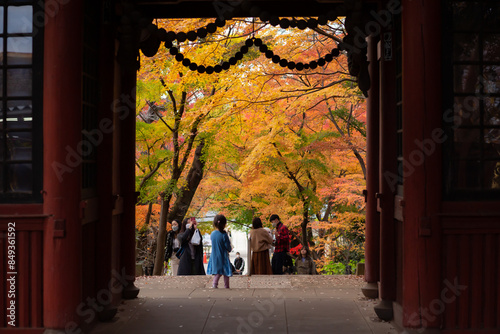 autumn orange leaves of the trees seen through the temple gate in matsudo hondoji temple
