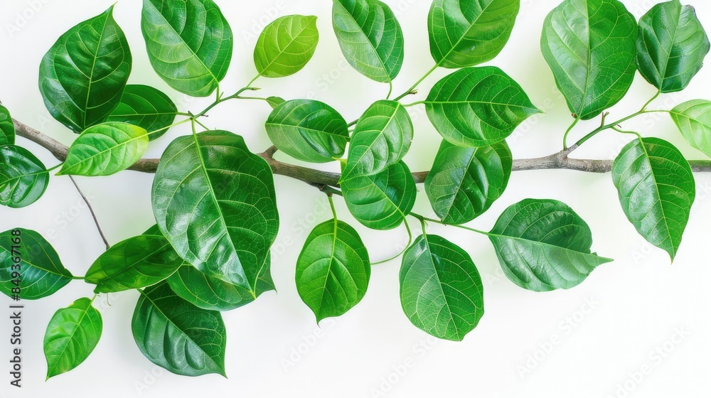 Isolated green leaves of Banyan tree on a white background Isolated green leaves of Banyan tree on a white background