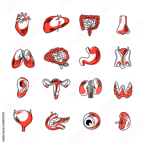 Human organs consist of the heart, kidneys, stomach and intestines, nose and skin. for health education, anatomy of human organs
