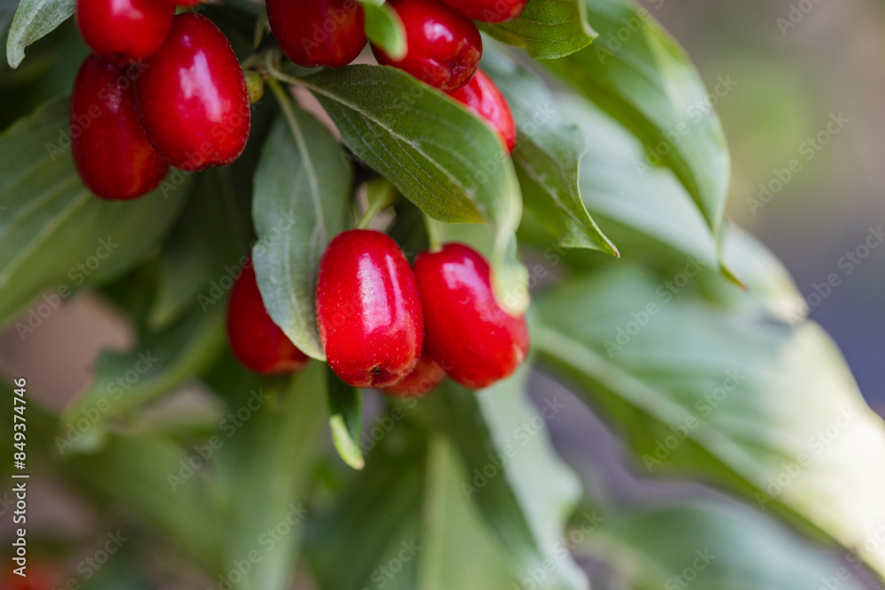 dogwood berry on a tree close-up dogwood berry on a tree close-up